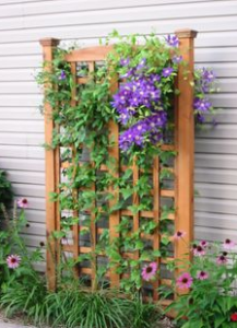 trellis